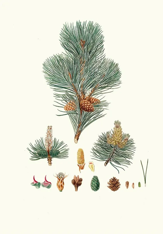 Aylmer Bourke Lambert