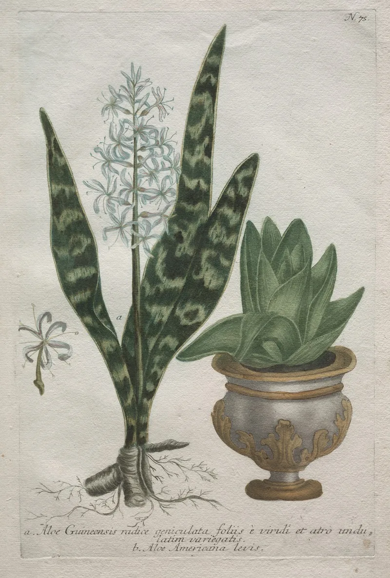 Bartholomaus Seutter
