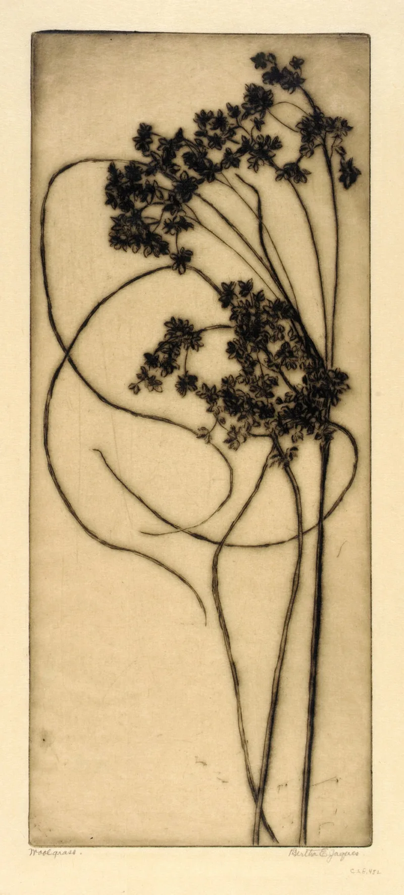 Bertha Jaques
