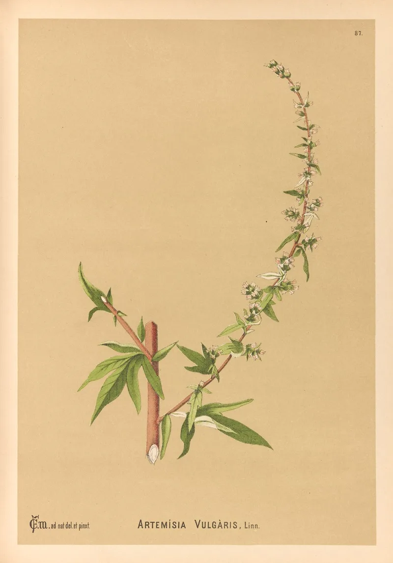 Charles Frederick Millspaugh
