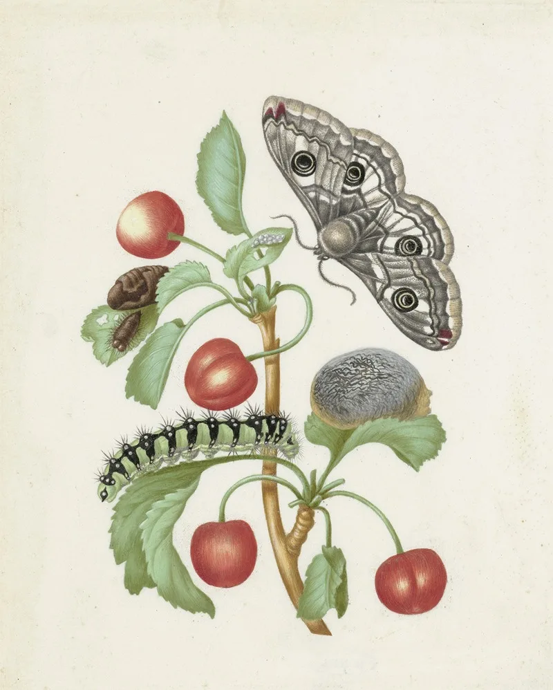 Dorothea Maria Gsell