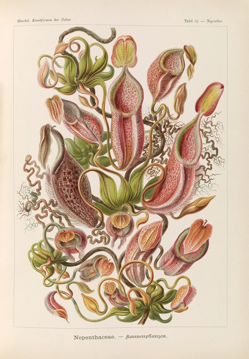 Ernst Haeckel