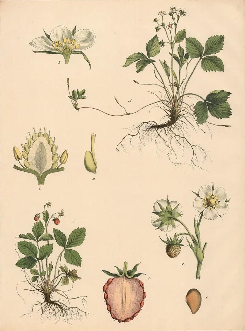 Franz Engleder