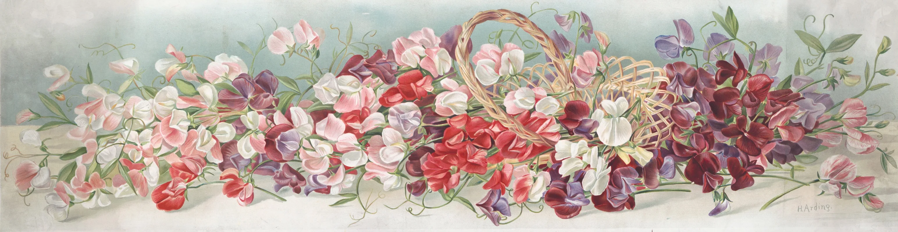 H. Arding
