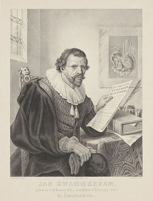 Jan Swammerdam