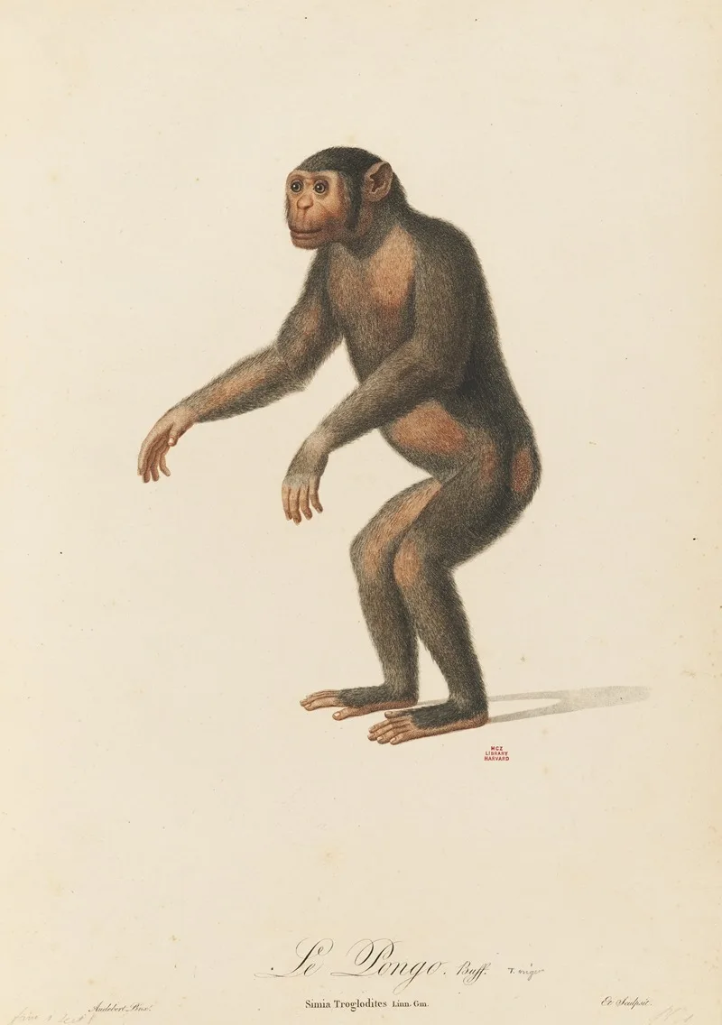 Jean-Baptiste Audebert