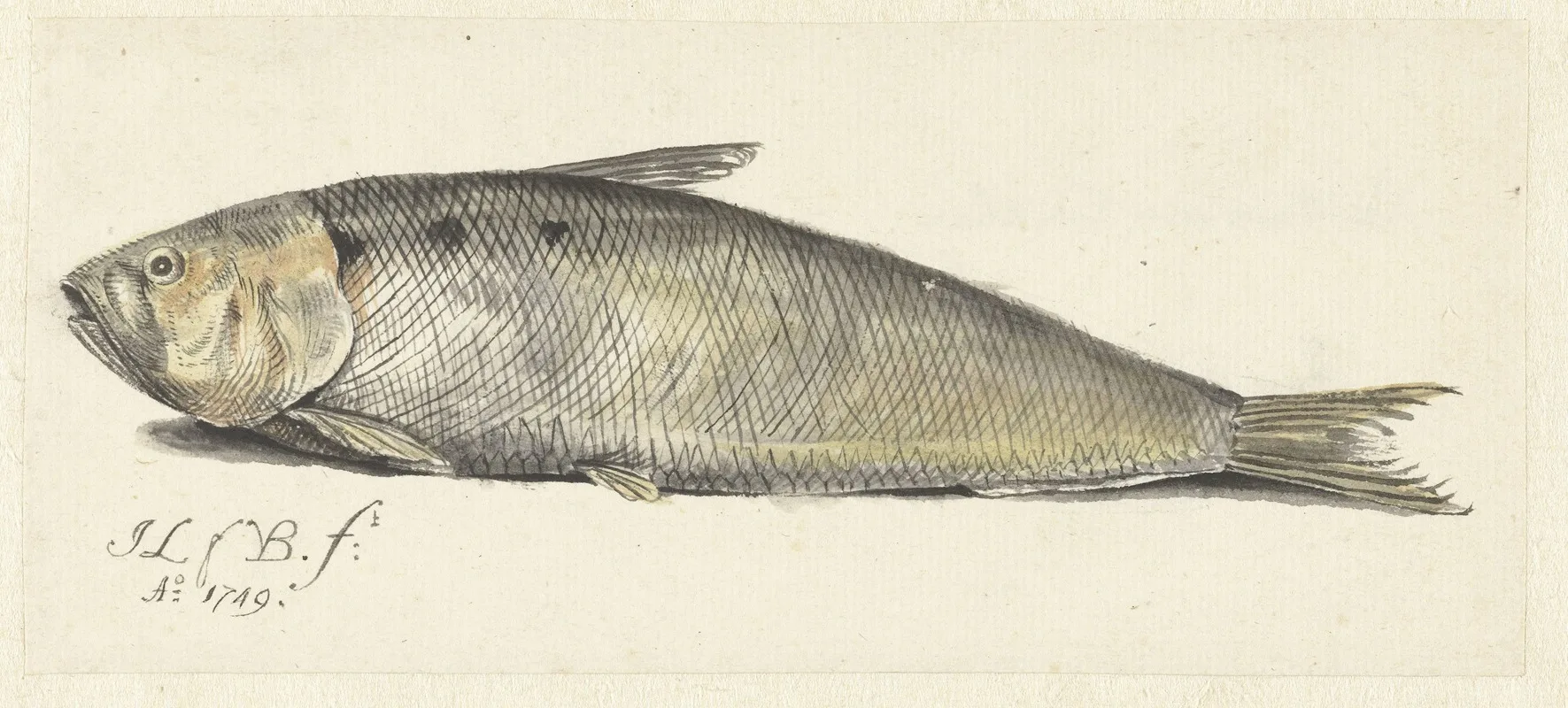 Johannes le Francq van Berkhey