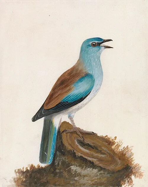 John William Lewin