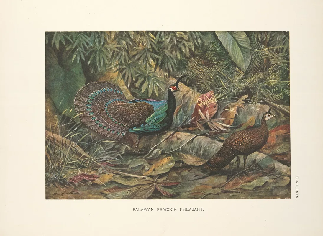 Louis Agassiz Fuertes