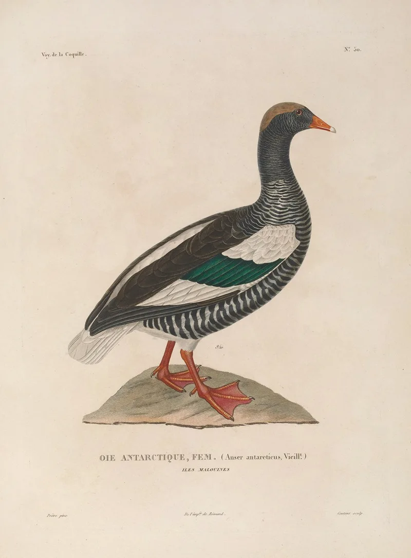 Louis-Isidore Duperrey