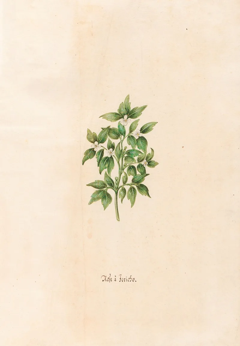 Magdelena Rosina Funck