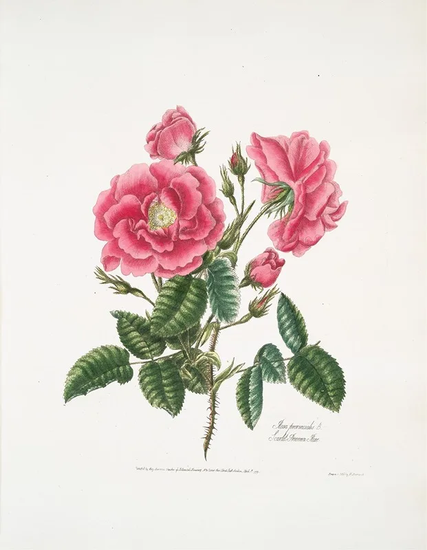 Mary Lawrance