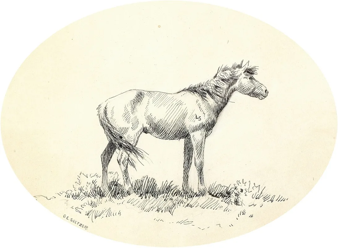 Olaf C. Seltzer