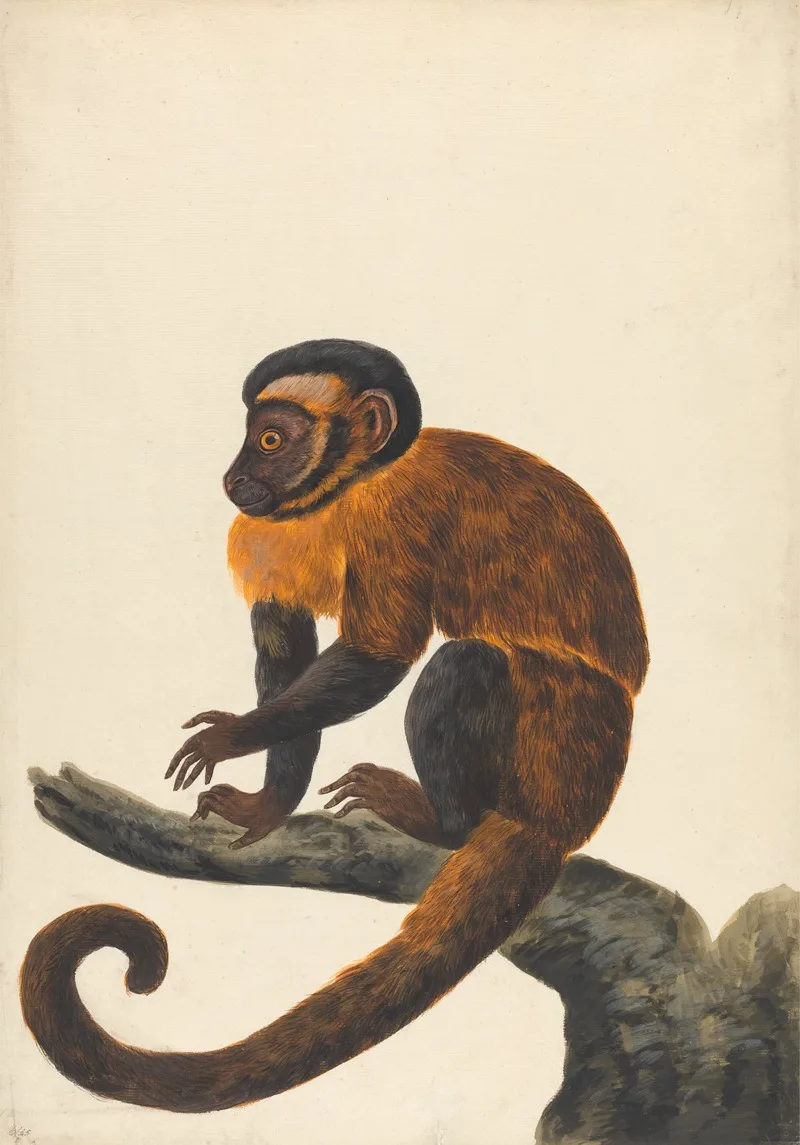 Peter Paillou the younger