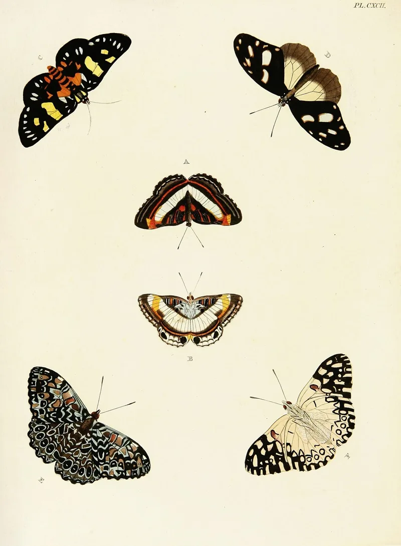 Pieter Cramer