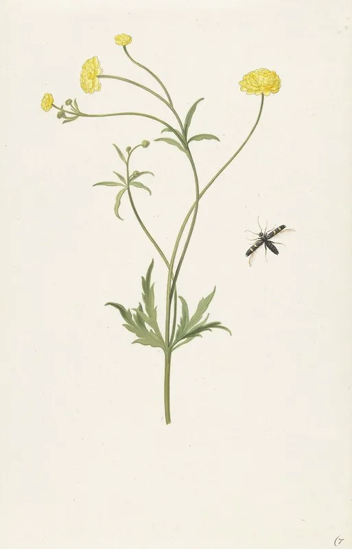 Pieter Withoos