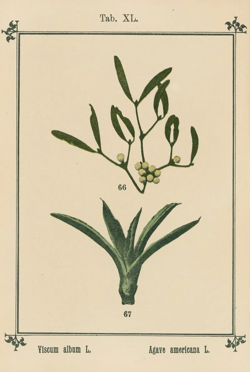 Sebastian Kneipp
