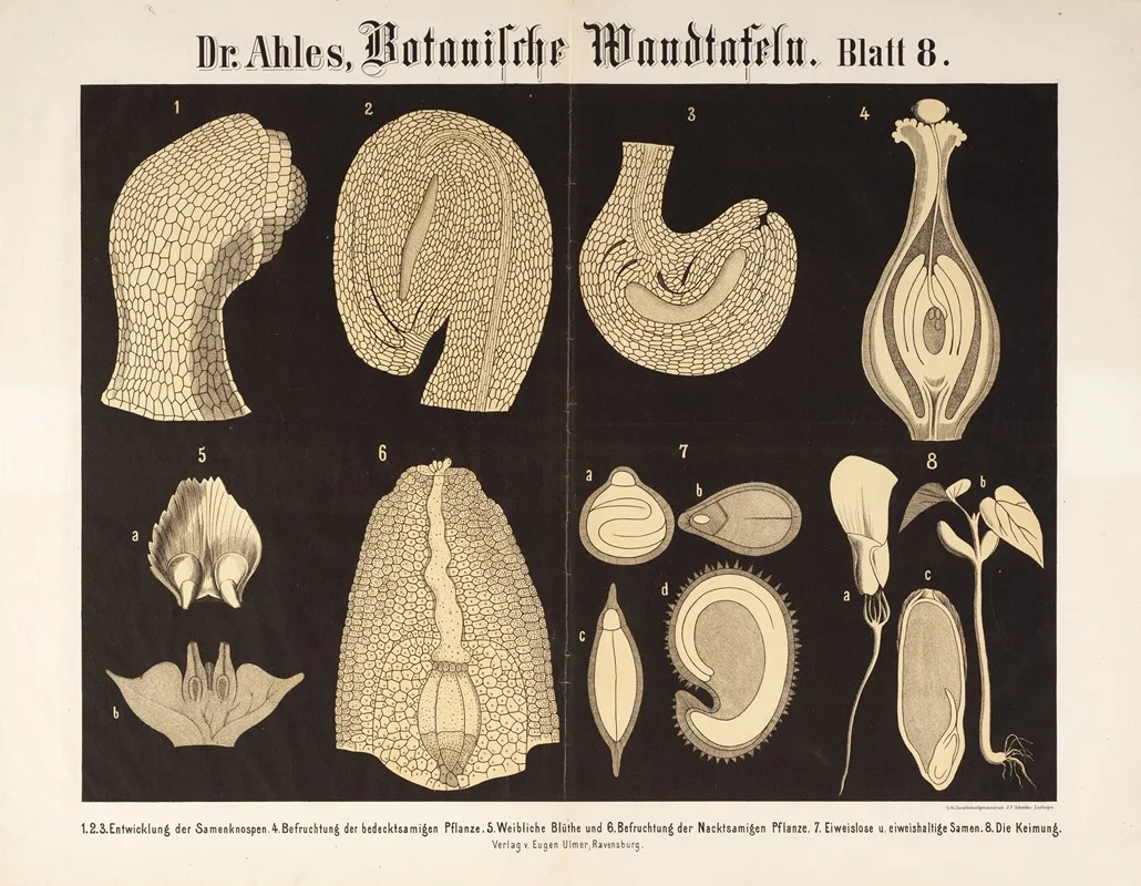 Wilhelm Elias von Ahles
