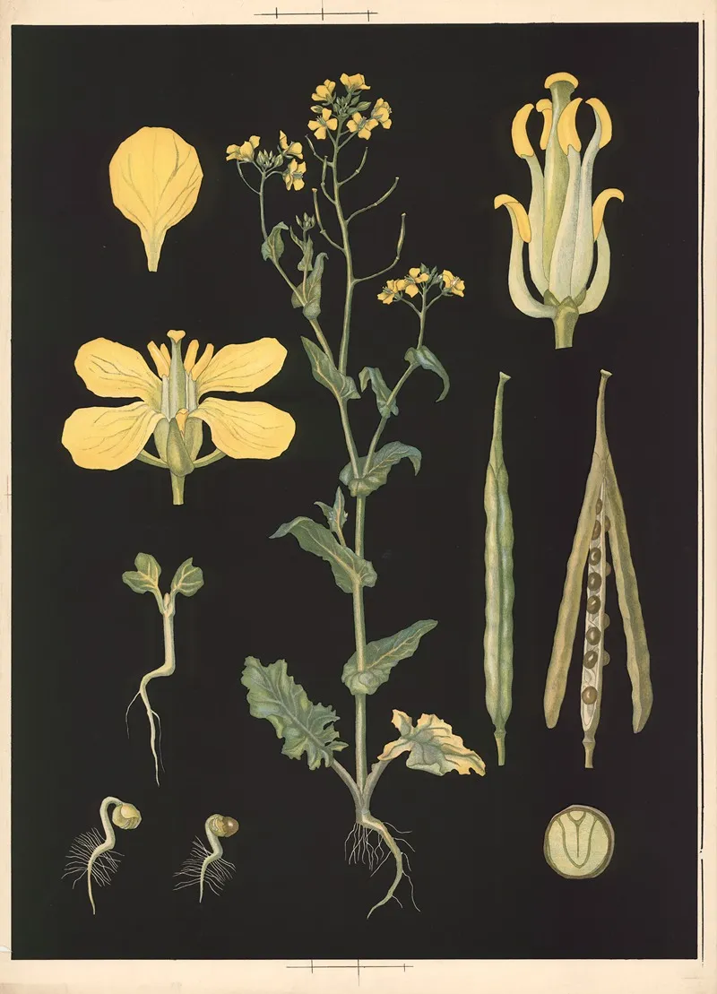 02 Field Mustard Wall Art by Ebba Masalin - High-Resolution Digital Print