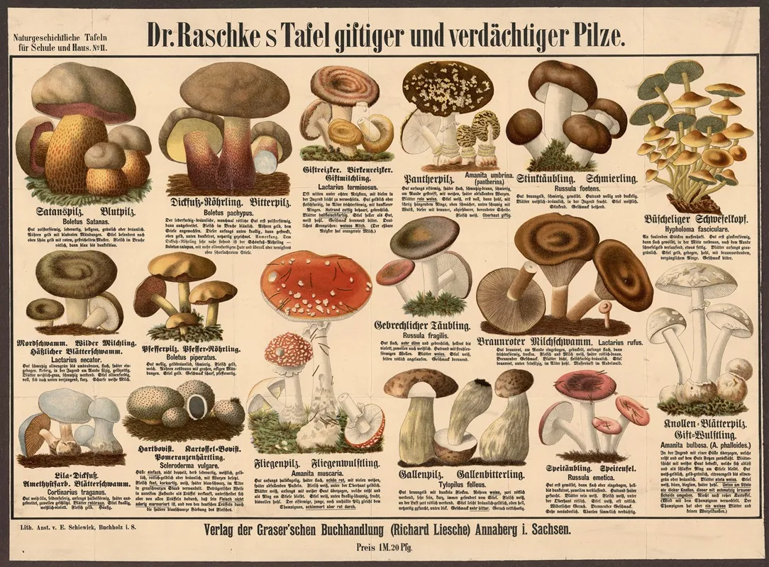 02 Poisonous And Suspicious Mushrooms Wall Art by E. Schiewick - High-Resolution Digital Print