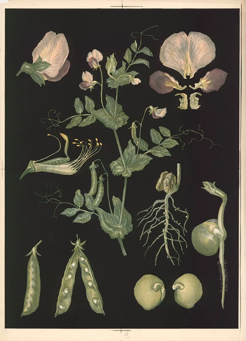03 Field Pea Wall Art by Ebba Masalin - High-Resolution Digital Print