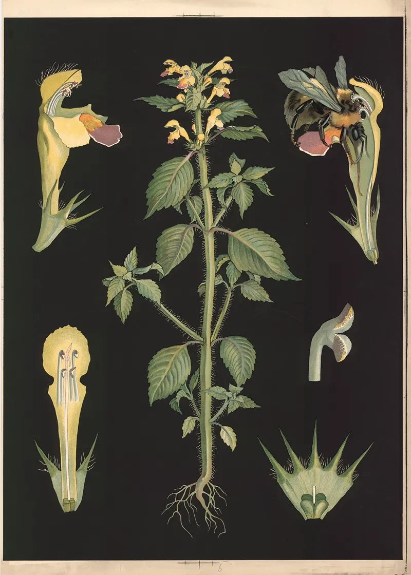 05 Large Flowered Hemp Nettle Wall Art by Ebba Masalin - High-Resolution Digital Print