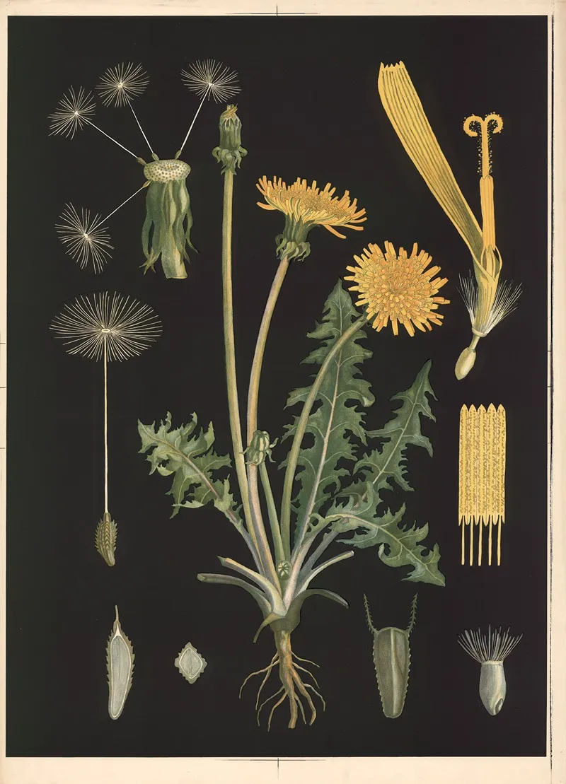 07 Dandelion Wall Art by Ebba Masalin - High-Resolution Digital Print