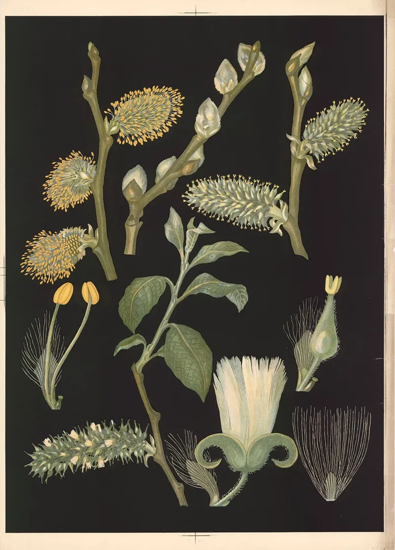 08 Pussy Willow Wall Art by Ebba Masalin - High-Resolution Digital Print