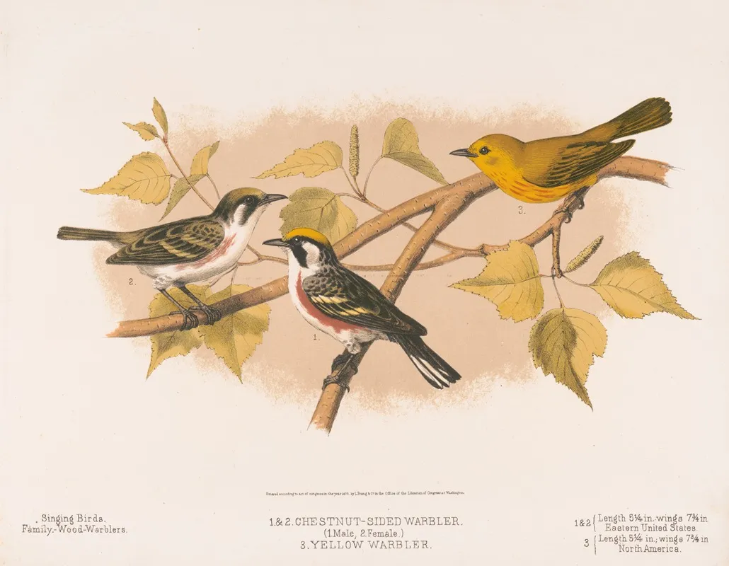 1 2 Chestnut Sided Warbler 1 Male 2 Female 3 Yellow Warbler