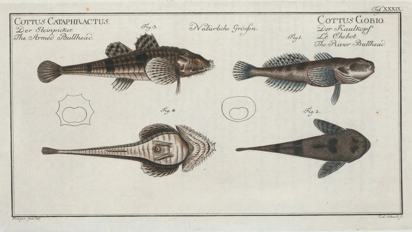 1 2 Cottus Gobio The River Bullhead 3 4 Cottus Cataphractus The Armed Bullhead Wall Art by Marcus Elieser Bloch - High-Resolution Digital Print