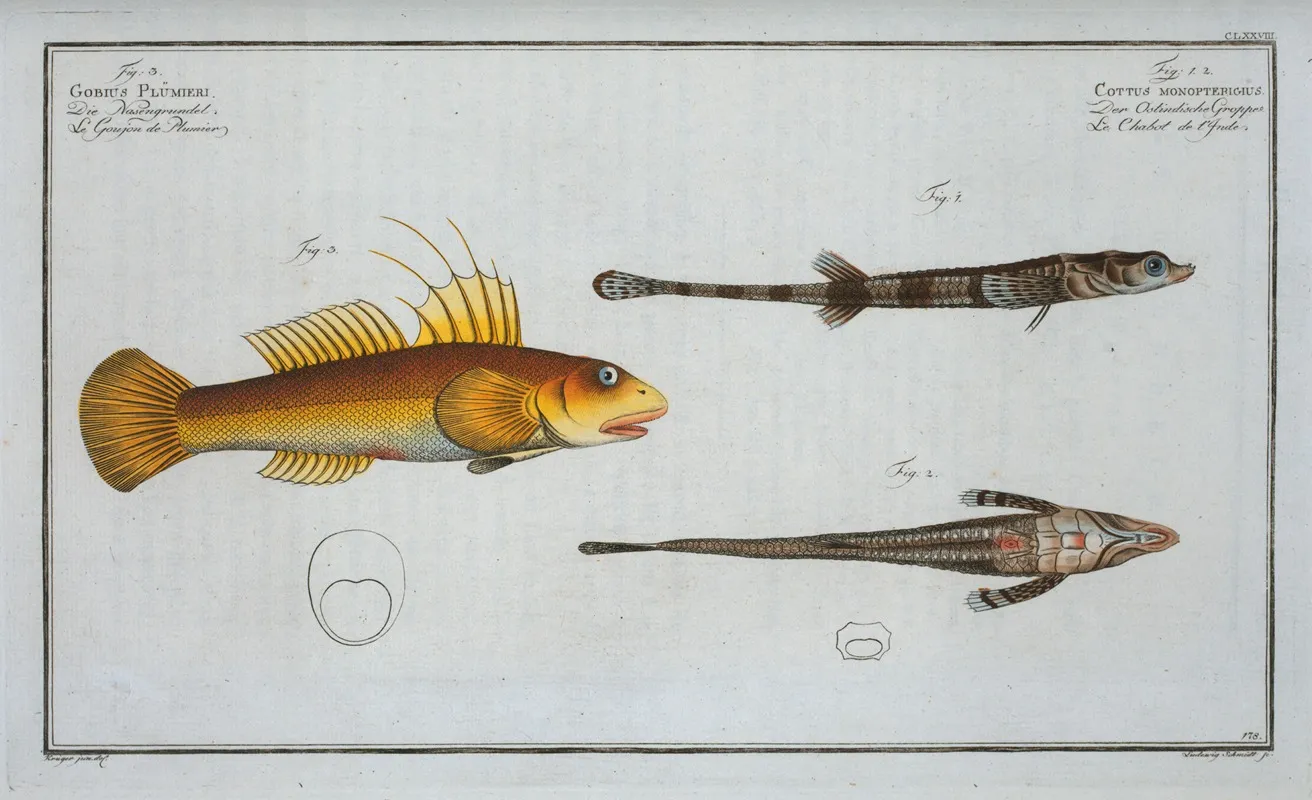 1 2 Cottus Monopterigius 3 Gobius Plumieri Wall Art by Marcus Elieser Bloch - High-Resolution Digital Print