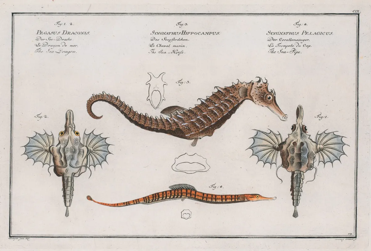 1 2 Pegasus Draconis The Sea Dragon 3 Syngnathus Hippocampus The Sea Horse Wall Art by Marcus Elieser Bloch - High-Resolution Digital Print