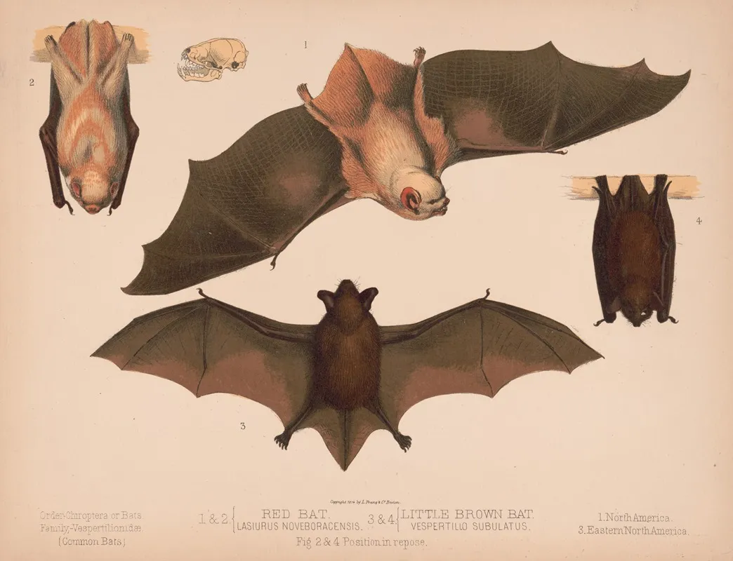 1 2 Red Bat Lasiurus Noveboracensis 3 4 Little Brown Bat Vespertillo Subulatus