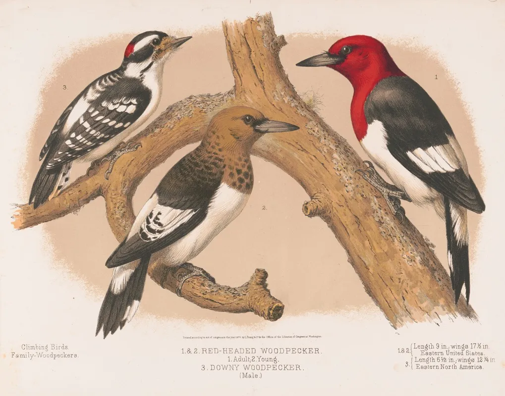 1 2 Red Headed Woodpecker 1 Adult 2 Young 3 Downy Woodpecker Male