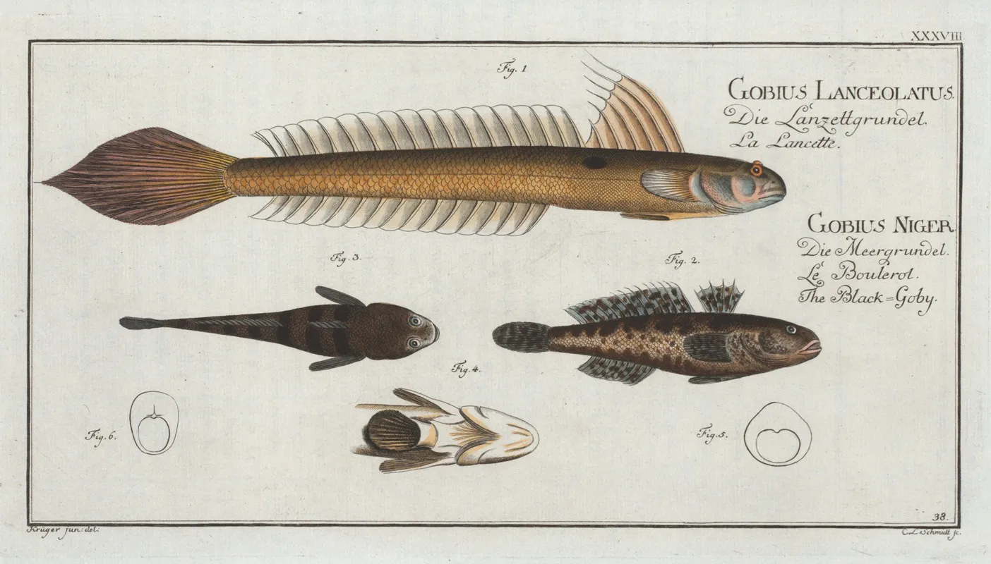1 4 Gobius Lanceolatus The Lancet Goby 2 3 Gobius Niger The Black Goby Wall Art by Marcus Elieser Bloch - High-Resolution Digital Print