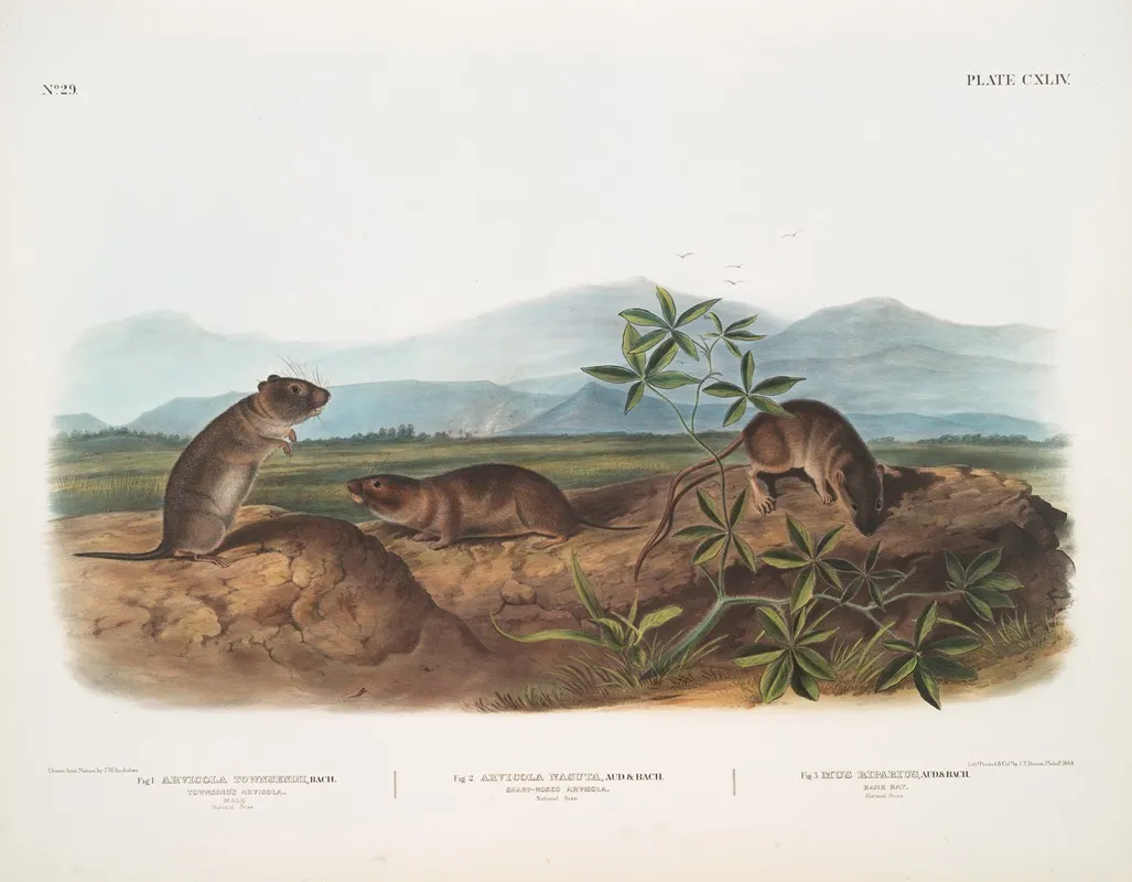 1 Arvicola Townsendii Townsends Arvicola 2 Arvicola Nasuta Sharp Nosed Arvicola Natural Size 3 Mus Riparius Bank Rat Natural Size Wall Art by John Woodhouse Audubon - High-Resolution Digital Print