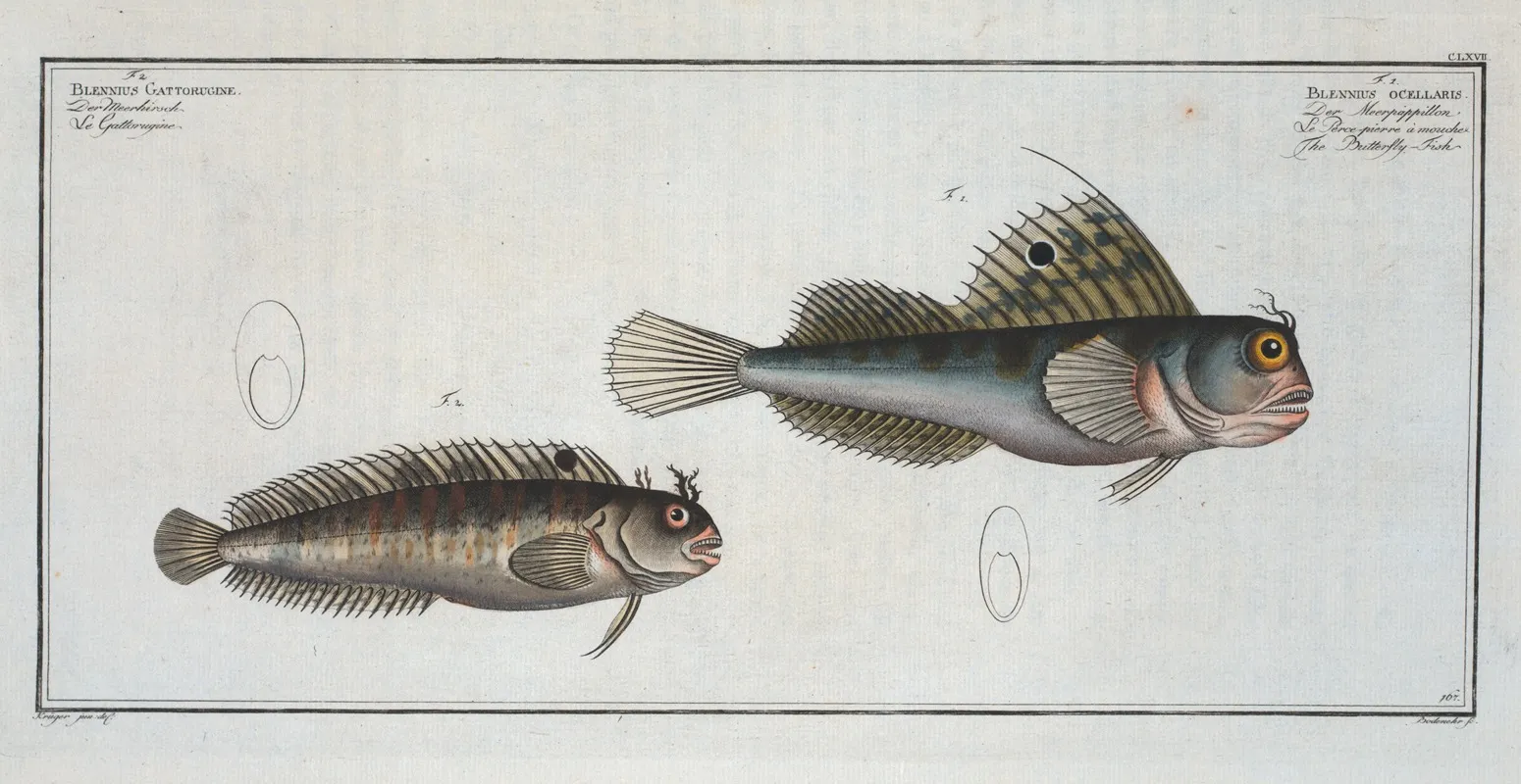 1 Blennius Ocellaris The Butterfly Fish 2 Blennius Gattorugine Wall Art by Marcus Elieser Bloch - High-Resolution Digital Print