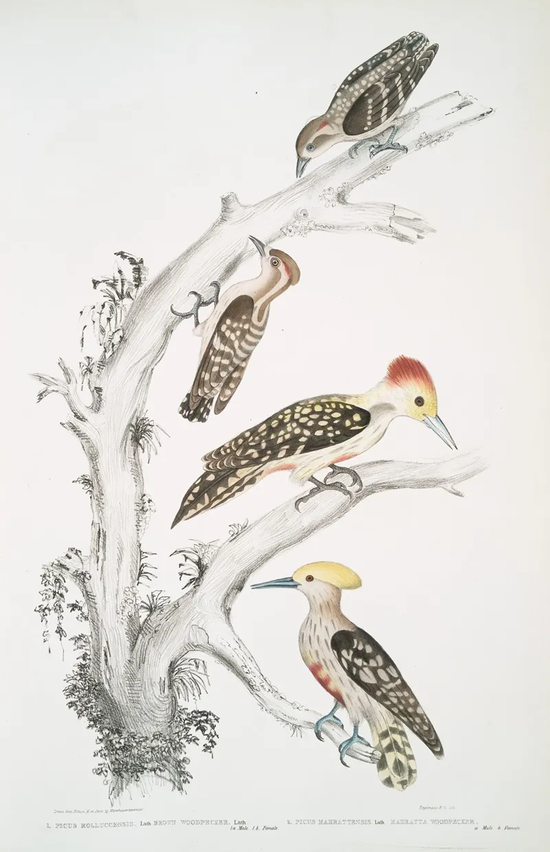 1 Brown Woodpecker Picus Molluccensis Male And Female 2 Mahratta Woodpecker Picus Mahrattensis Male And Female