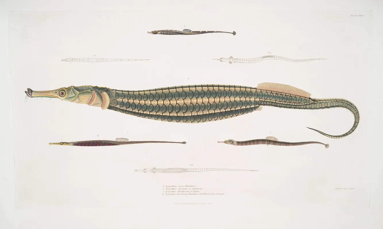 1 Carce Pipe Fish Syngnathus Carce 2 Banded Pipe Fish Syngnathus Faciatus 3 Harwickes Pipe Fish Syngnathus Hardwickii