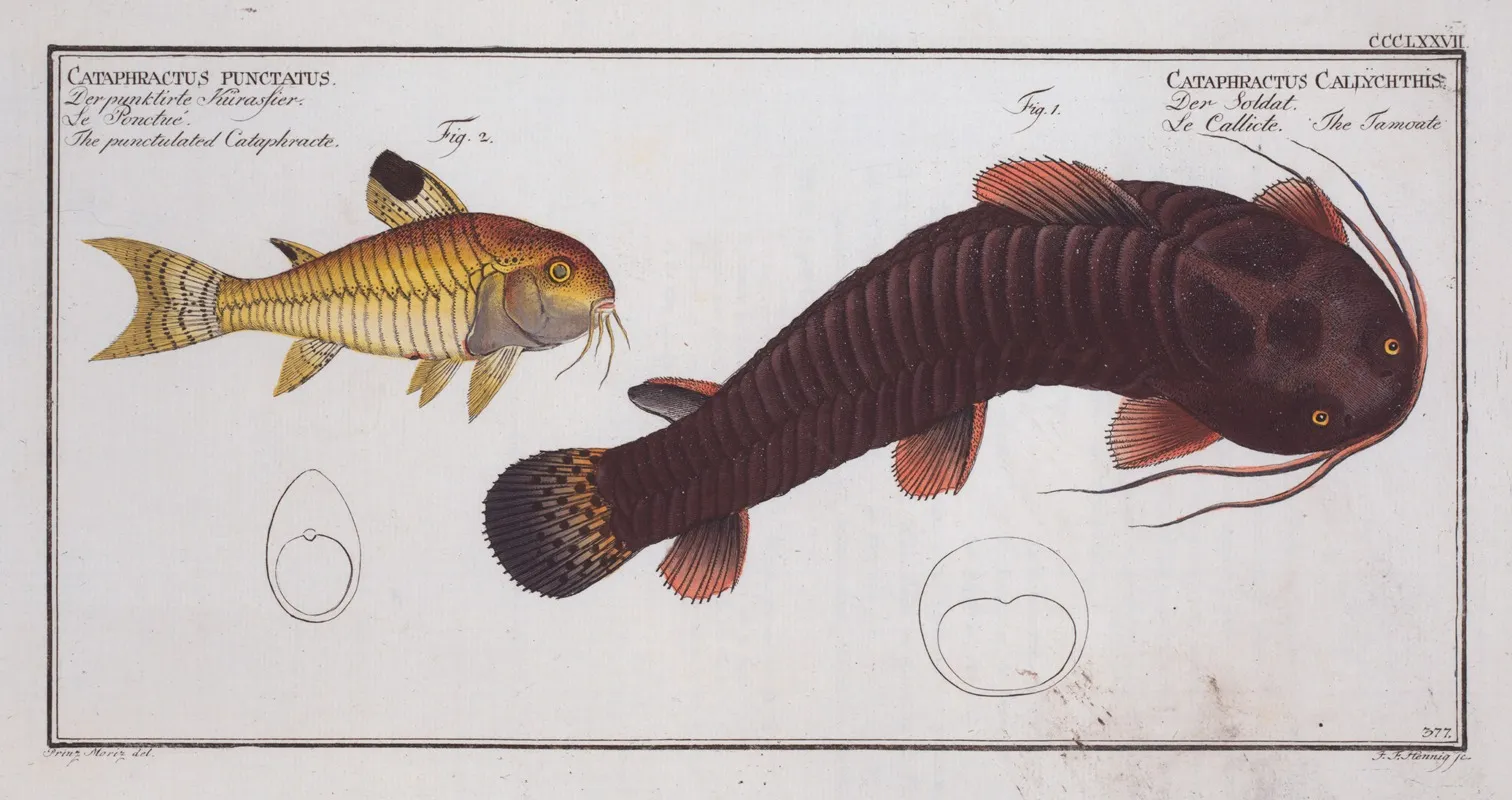 1 Cataphractus Callychthis The Tamoate 2 Cataphractus Punctatus The Punctulated Cataphracte Wall Art by Marcus Elieser Bloch - High-Resolution Digital Print