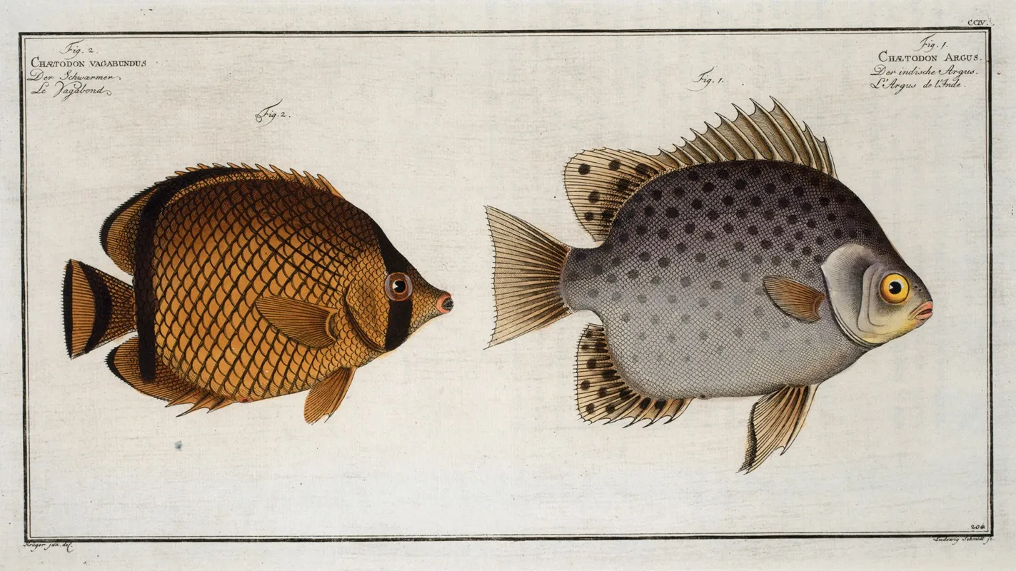 1 Chaetodon Argus 2 Chaetodon Vagabundus Wall Art by Marcus Elieser Bloch - High-Resolution Digital Print