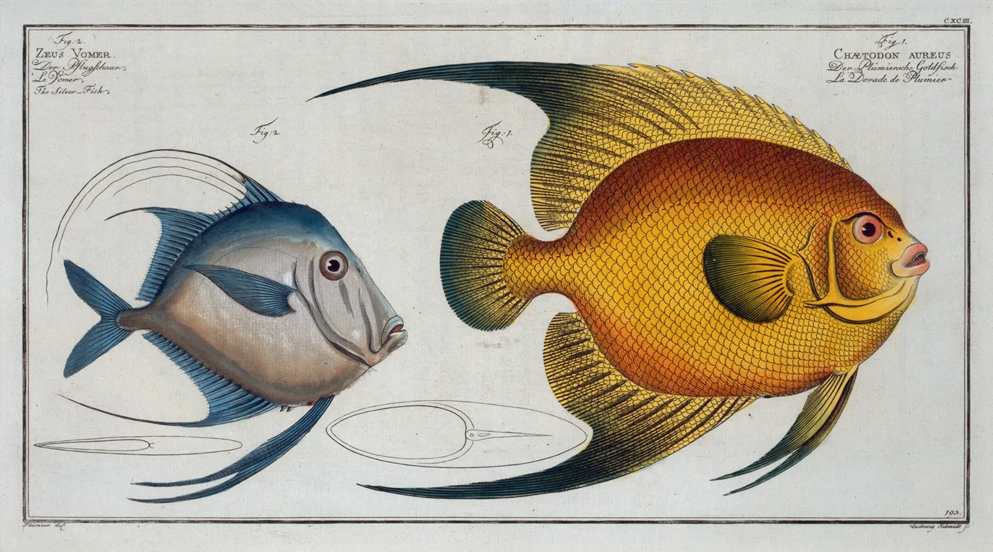 1 Chaetodon Aureus 2 Zeus Vomer The Silver Fish Wall Art by Marcus Elieser Bloch - High-Resolution Digital Print