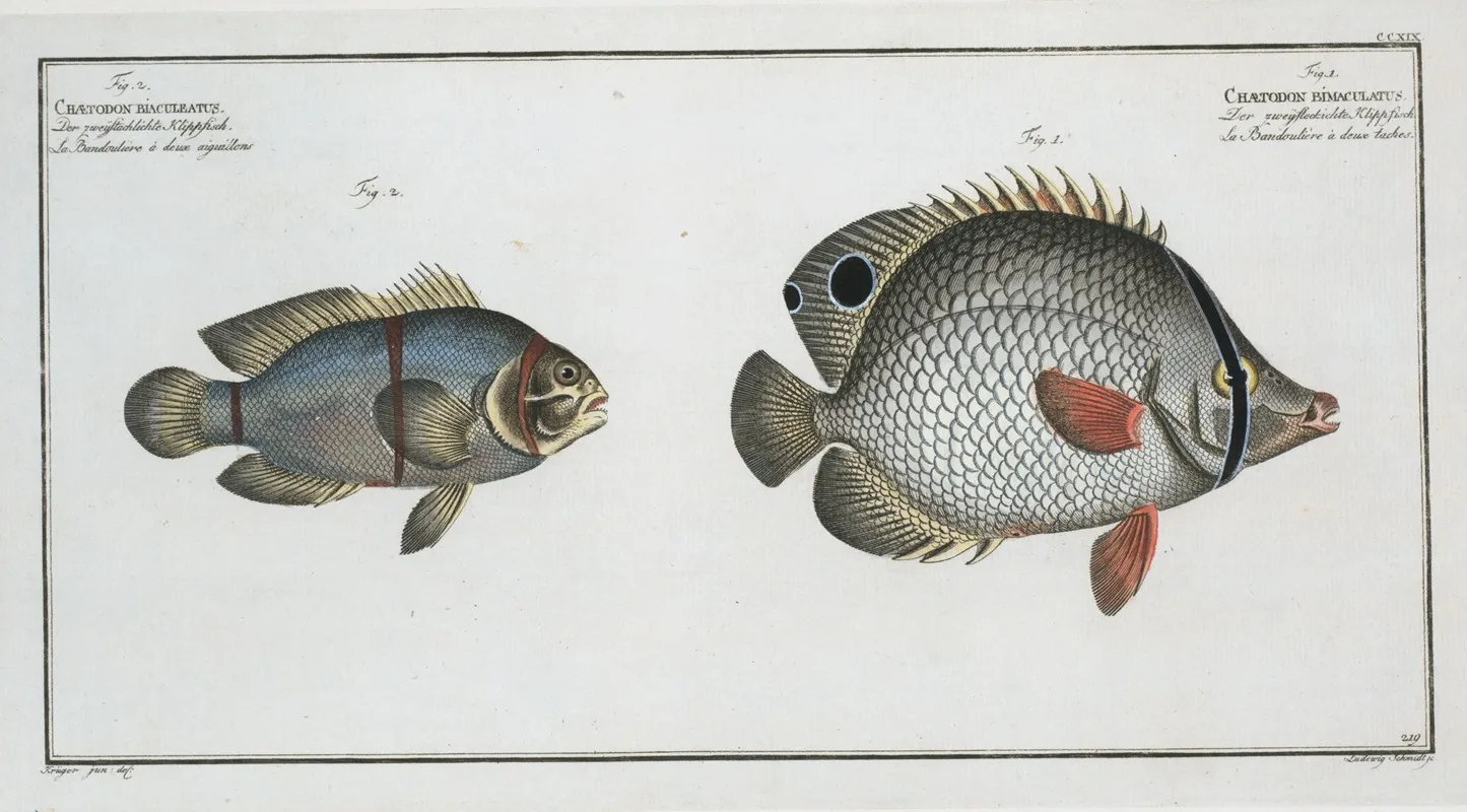 1 Chaetodon Bimaculatus 2 Chaetodon Biaculeatus Wall Art by Marcus Elieser Bloch - High-Resolution Digital Print