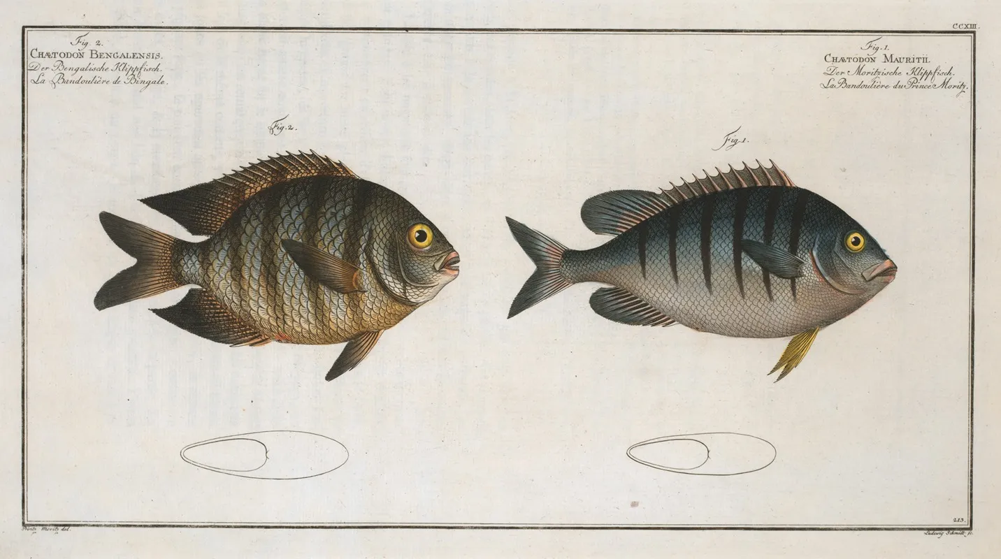 1 Chaetodon Mauritii 2 Chaetodon Bengalensis Wall Art by Marcus Elieser Bloch - High-Resolution Digital Print