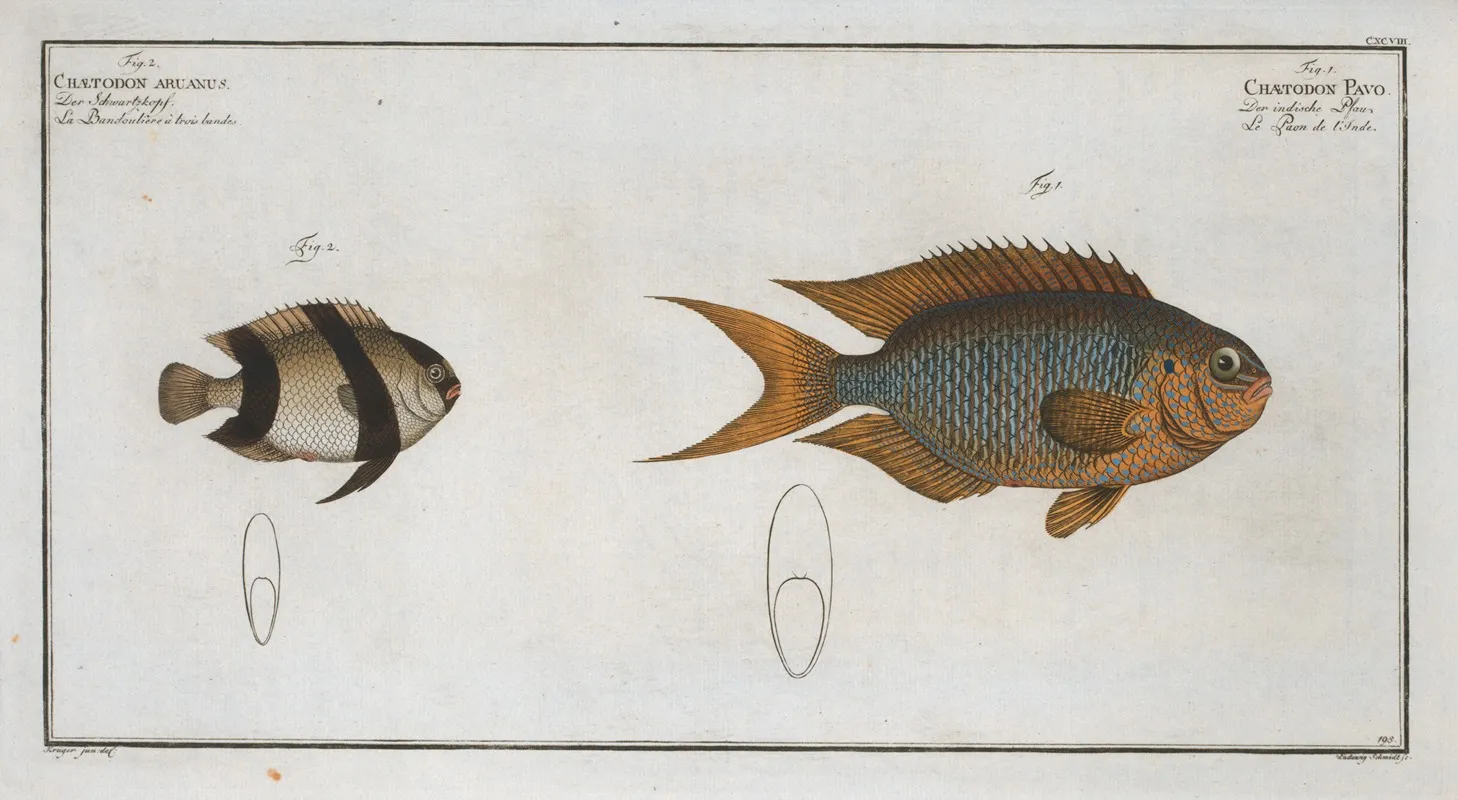 1 Chaetodon Pavo 2 Chaetodon Aruanus Wall Art by Marcus Elieser Bloch - High-Resolution Digital Print