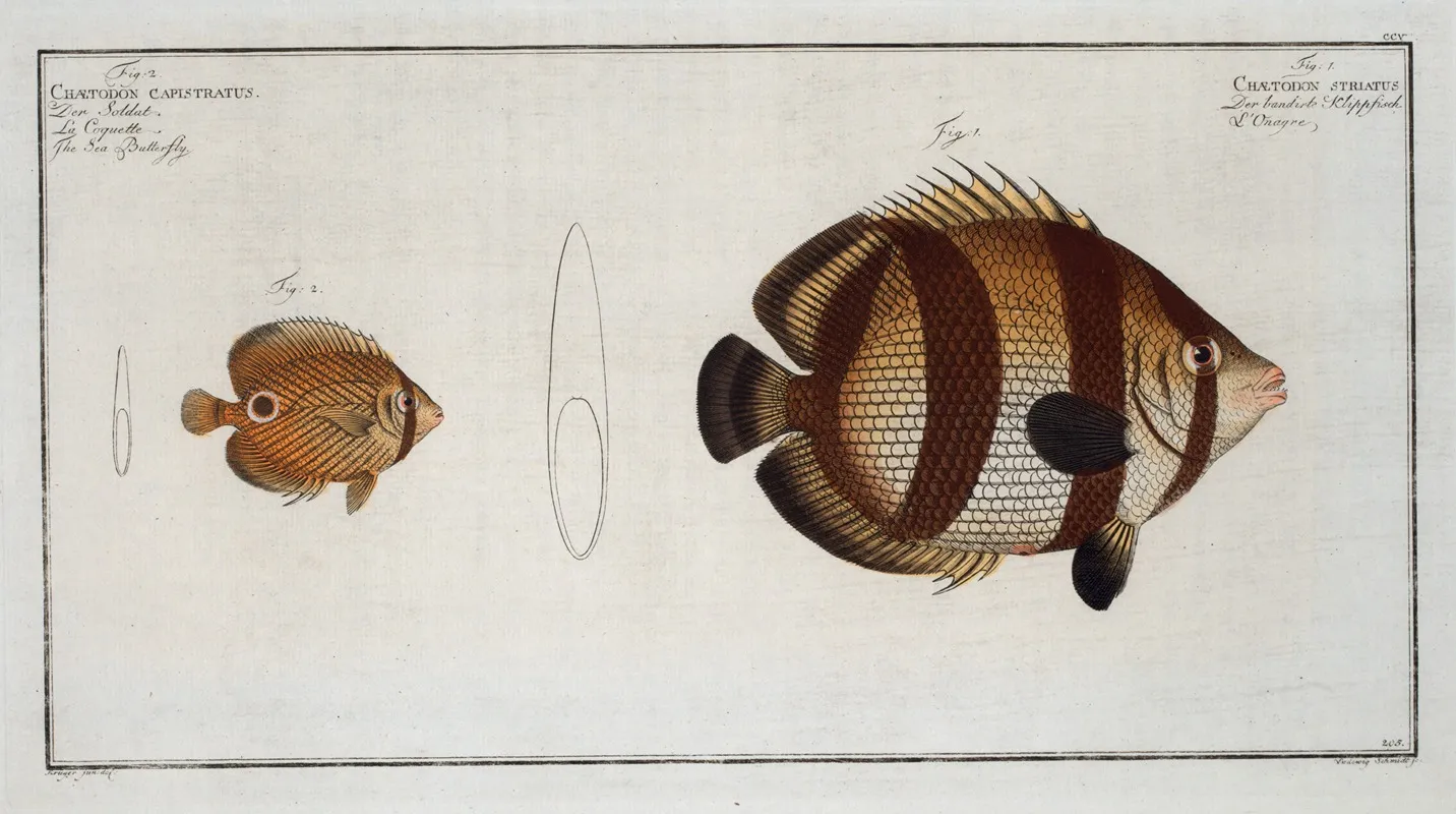 1 Chaetodon Striatus 2 Chaetodon Capistratus The Sea Butterfly Wall Art by Marcus Elieser Bloch - High-Resolution Digital Print