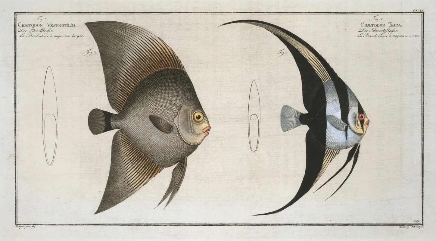1 Chaetodon Teira 2 Chaetodon Vespertilio Wall Art by Marcus Elieser Bloch - High-Resolution Digital Print