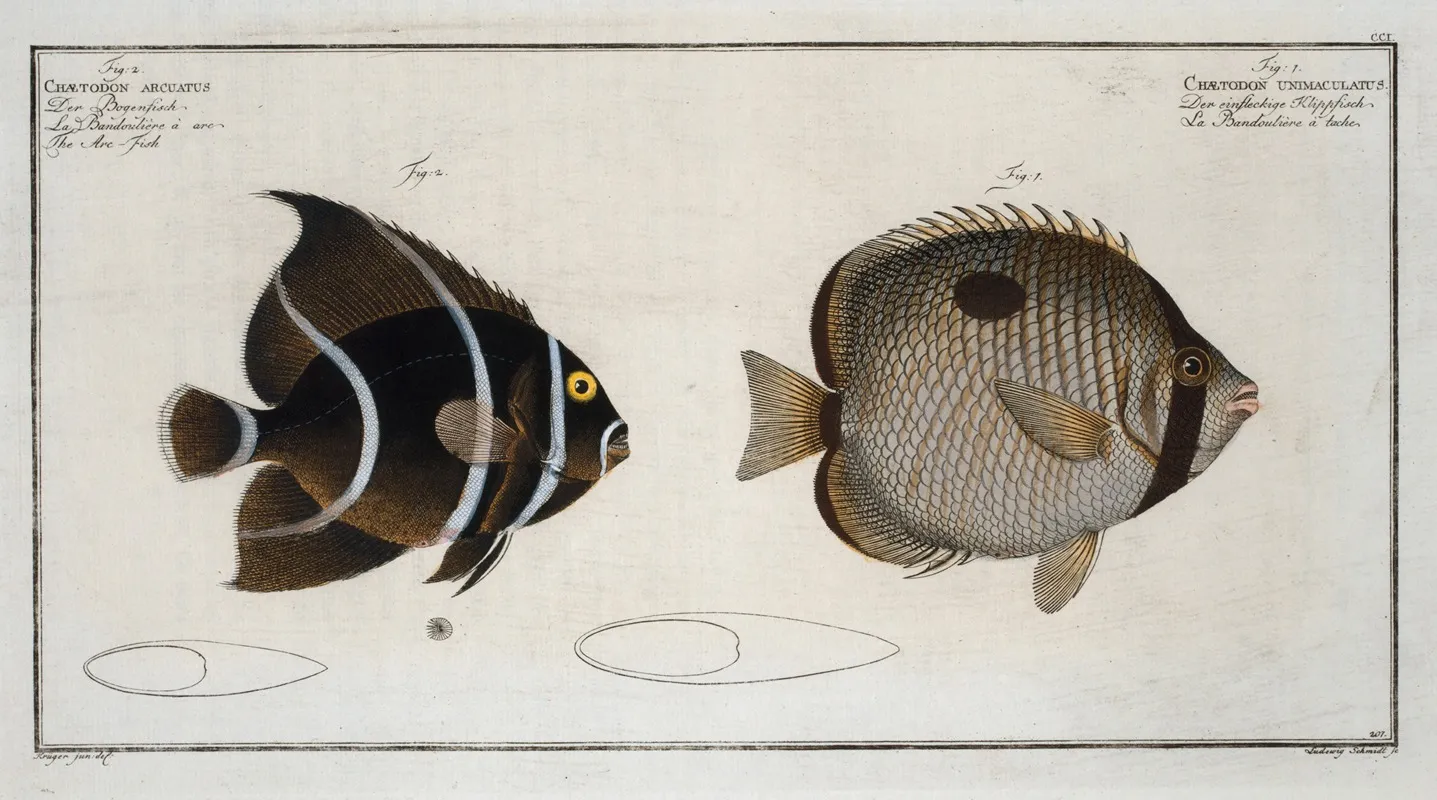 1 Chaetodon Unimaculatus 2 Chaetodon Arcuatus The Arc Fish Wall Art by Marcus Elieser Bloch - High-Resolution Digital Print