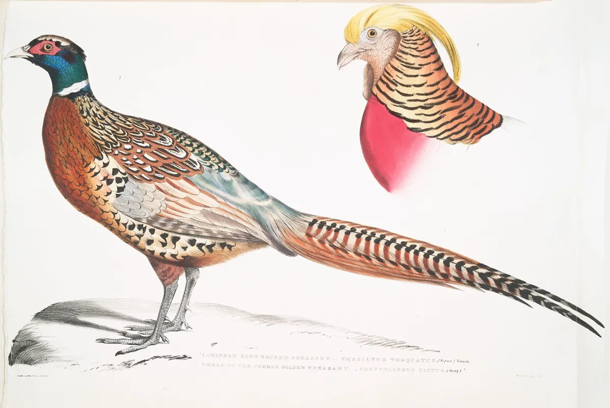 1 Chinese Ring Necked Pheasant Phasianus Torquatus 2 Head Of The Common Golden Pheasant Chrysolophus Pictus