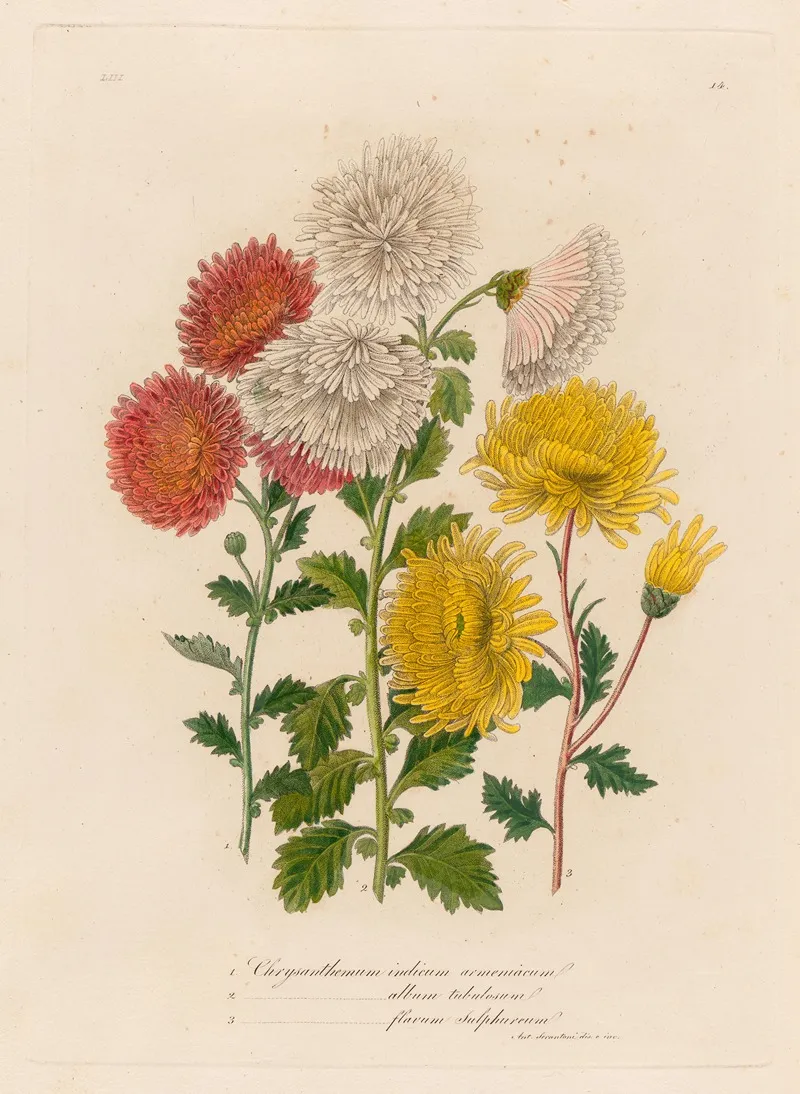 1 Chrysanthemum Indicum Armeniacum And 2 Chrysanthemum Album Tubulosum And 3 Chrysanthemum Flavum Sulphureum Wall Art by Gaetano Savi - High-Resolution Digital Print